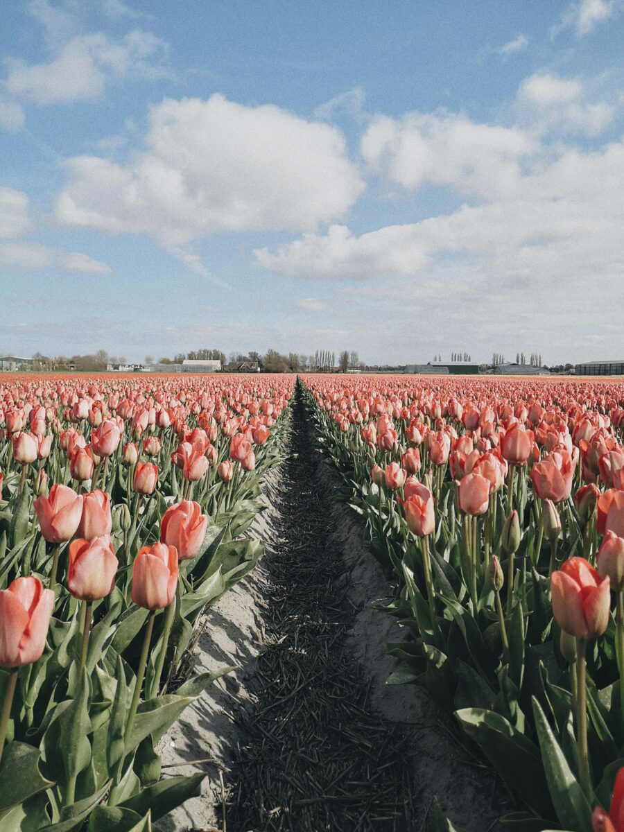 Hamarosan teljes pompájában láthatod Hollandia legendás tulipánmezőit